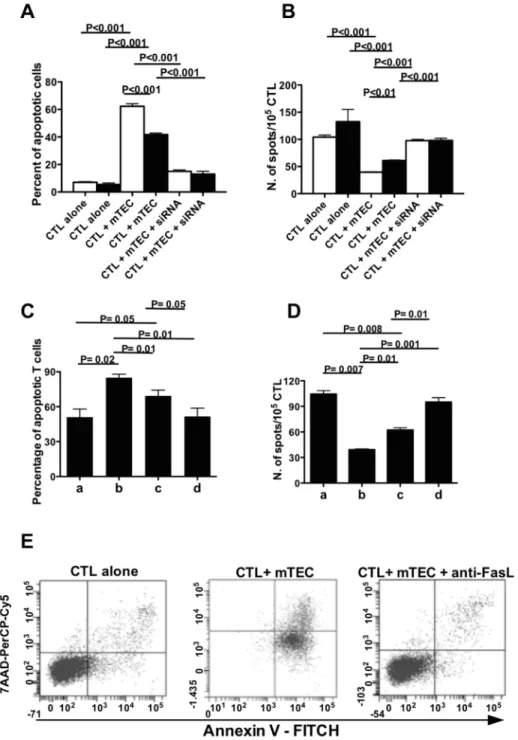 Figure 4: rs1800522 SNP regulates MAGEB2 expression and MAGEB2-specific T cell survival