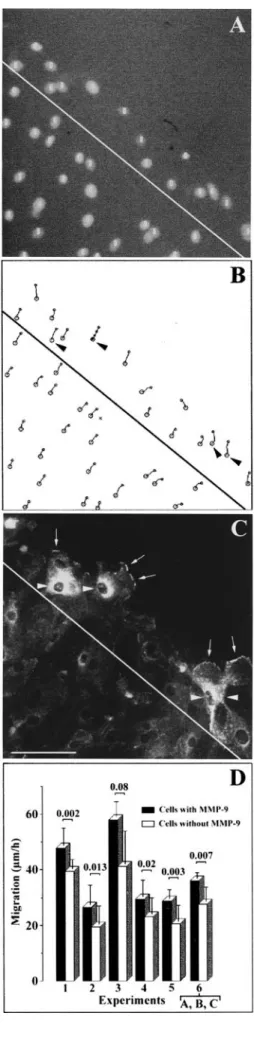 Figure 2 . HBEC containing MMP-9 migrate more rapidly to re- re-pair a wound. Primary cultures of confluent HBEC were locally injured with sodium hydroxide