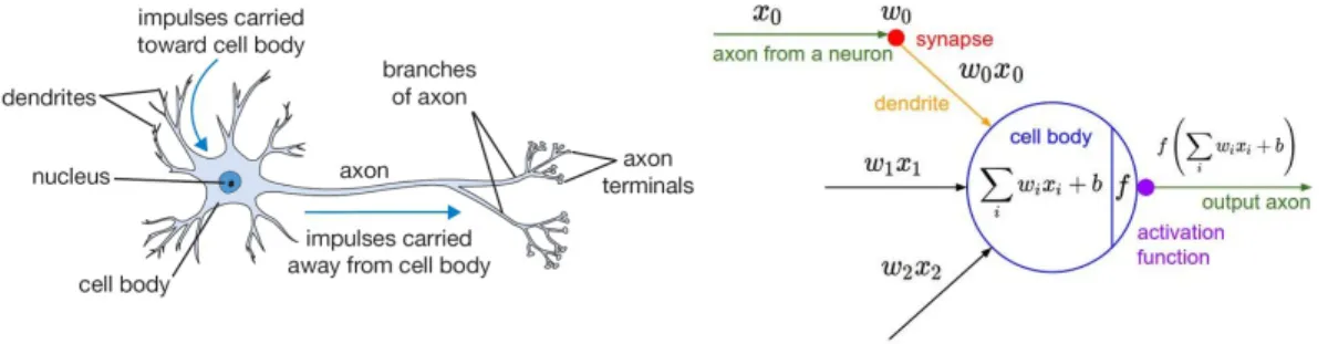 Figure 2.4 A cartoon drawing of a biological neuron (left) and its mathematical model (right) [84].