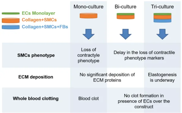 Figure 2.1 – Graphical abstract. An easy to prepare and manipulate model of vascular wall in a planar shape to investigate physiological and pathological processes of vascular tissue.