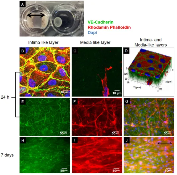 Figure 2.2 – (A) Representative photograph of SMC-cellularized collagen gel-based con- con-structs anchored (left) or not (right) to the culture well with gauze after 3 days of static culture