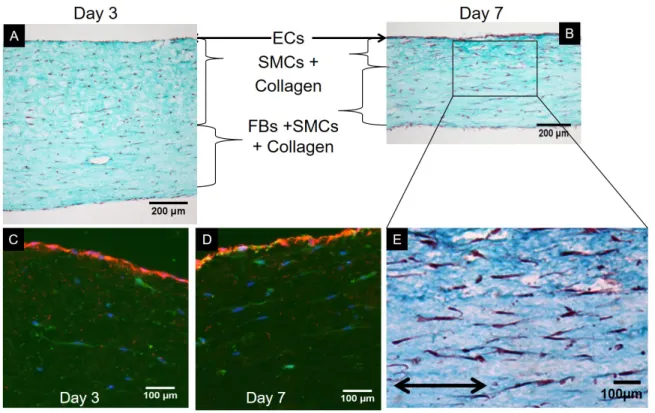 Figure 2.4 – Histological characterization of transverse sections of the tri-culture model.