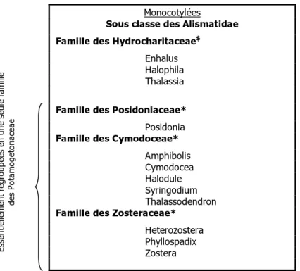 Tableau 1: classification des 12 genres de phanérogames marines (Kuo &amp; McComb, 1989  (adapté de Den Hartog, 1970)), * : famille exclusivement marine, $: famille aquatique