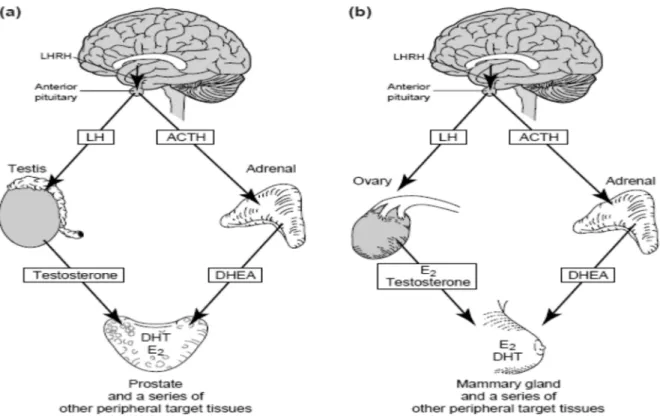 Figure 2: pathways of andrgen and estrogen secretion and transformation in men (A)  and premenopausal women (B) [71]