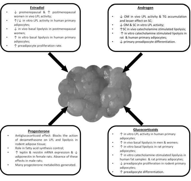 Figure 4: Summary of steroid hormone effects on adipose tissue function and  metabolism [72]