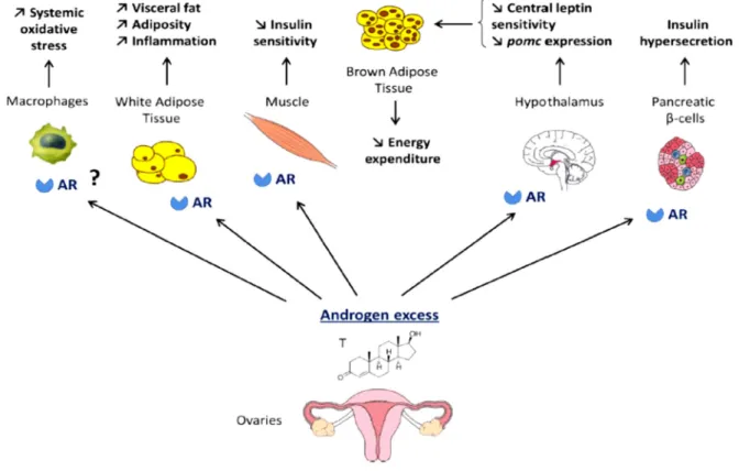 Figure 5: Effects of hyperandrogenemia in females [73]. 