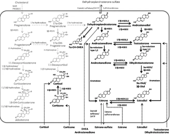 Figure 6: Pathways of steroid hormone metabolism in adipose tissue.  Grey arrows and  steroids indicate putative pathways requiring confirmation