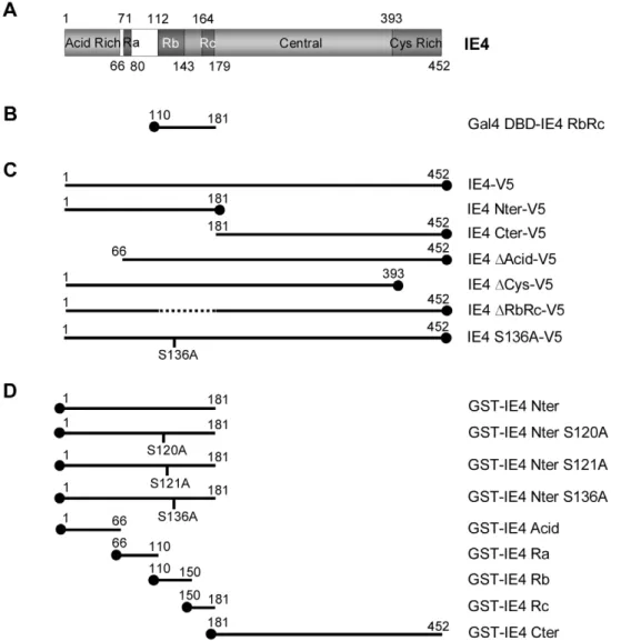 Figure 1. Construction of various IE4 deletants and mutants. (A) Schematic representation of the 452-amino acid coding region of IE4