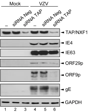 Figure 8. Knockdown of TAP/NXF1 alters expression of some VZV proteins. HEK293 cells were not transfected (lanes 1 and 4) or transfected with the negative siRNA pool (lanes 2 and 5) or the TAP/