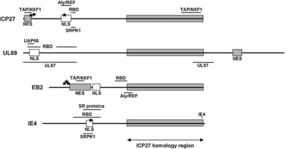 Fig. 1. Organization of the different functional domains of the herpesviral homologues