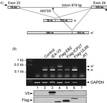 Fig. 5. IE4 and its homologues in the alternative splicing of the STAT1 RNA. (A) Schematic representation of the STAT1 minigene (adapted from Ref