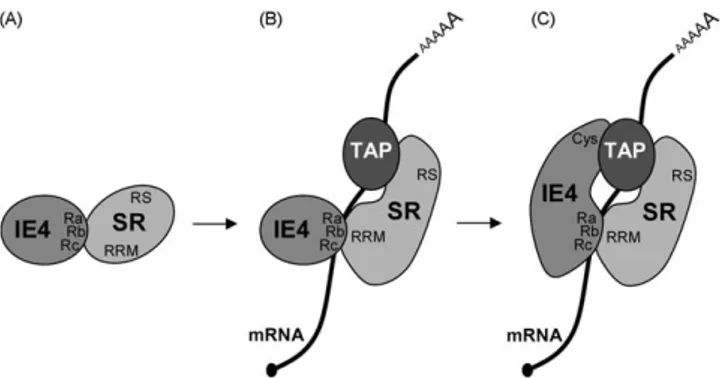 Fig. 6. Model of recruitment of TAP/NXF1 by IE4 in a SR proteins- and RNA- RNA-dependent way
