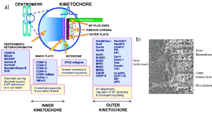 Figure 1.3 Kinetochore is a trilaminar multiprotein complex:  a) Kinetochores  are trimlaminar structures i.e