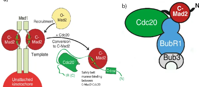 Figure 1.7 MCC formation: a) MAD2 exists in two conformations: O-MAD2 (Open  MAD2) and C-MAD2 (Closed MAD2)