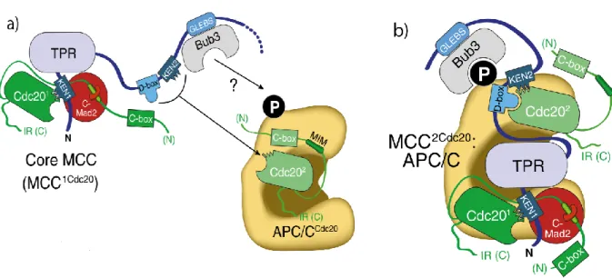 Figure  1.8  Inhibition  of  APC/C:  a)  BUBR1  KEN  box  motifs  occupy  CDC20  KEN1  box recognition motif thus blocking its activity toward APC/C substrate