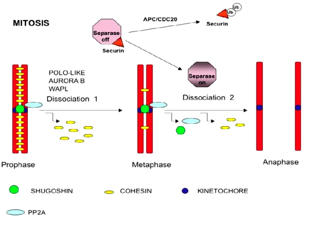 Figure  1.13  SGO1  and  cohesin  removal  during  mitosis:  During  prophase  cohesin binds chromosome along the arms and on centromeres