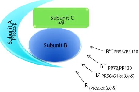 Figure  1.15  PP2A  hologenzyme:  The  core  enzyme  of  PP2A  consisting  of  scaffold  subunit (A) and catalytic subunit (C) can bind a variety of regulatory B subunits