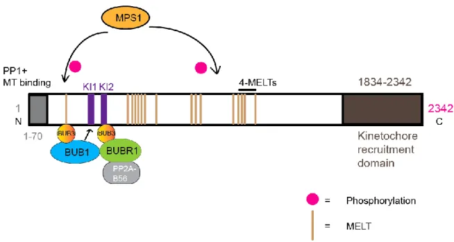 Figure 1.17 MPS1 recruits SAC proteins at KNL1: At N-terminus, KNL1 binds PP1  while  C-terminus  aa  1834-2342  is  required  for  its  kinetochore  binding