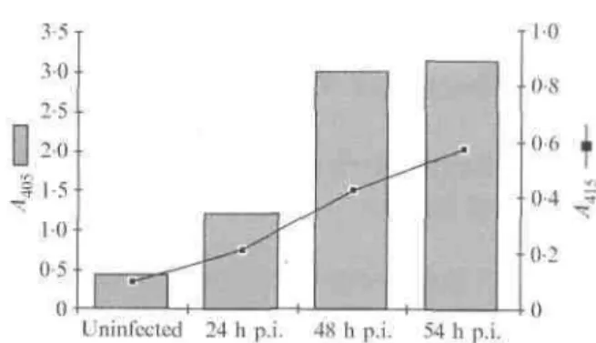 Fig. 2. Quantification of VZV antigens (curve) and oligonucleosomal fragments produced by apoptosis  (histograms) in uninfected Vero cells or VZV-infected Vero cells at different times post-infection (p.i.)
