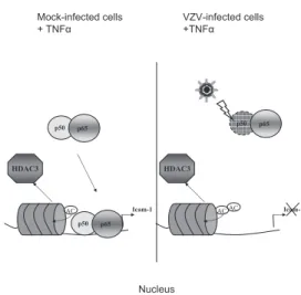 FIG. 10. VZV inhibits icam-1 transcription upon TNF-# treatment by targeting p50-p65 heterodimers