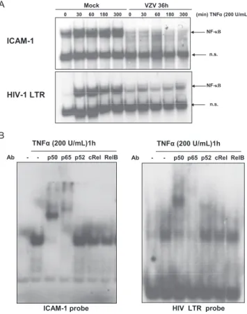 FIG. 1. ICAM-1 is not induced by TNF-# treatment in VZV-infected cells. (A) MeWo cells infected with VZV for 24 and 36 h were treated with TNF-# (500 U/ml) for 24 h