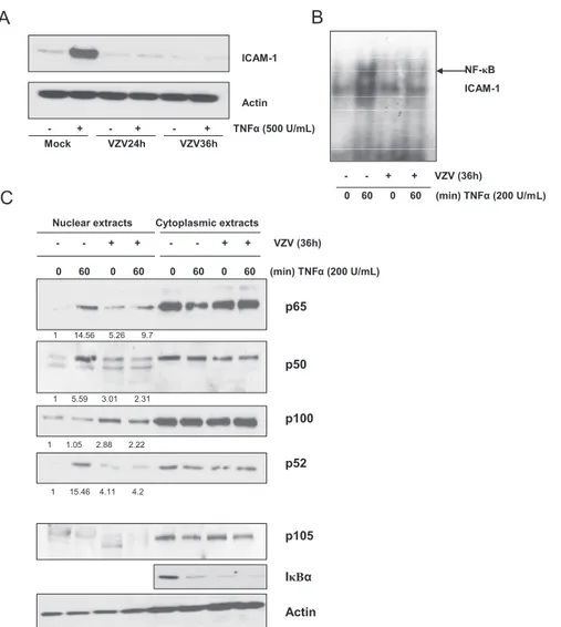 FIG. 7. VZV-infected fibroblasts also show inhibition of NF-&#34;B nuclear translocation