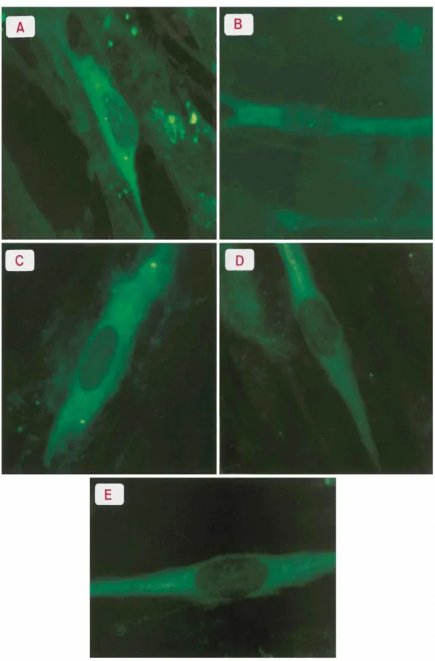FIG. 1. Immunofluorescence of MRC5 cells infected with cell-free VZV. Infected cells were fixed at 9 h (A), 12 h (B), 16 h (C), 20 h (D), and 24 h (E) p.i