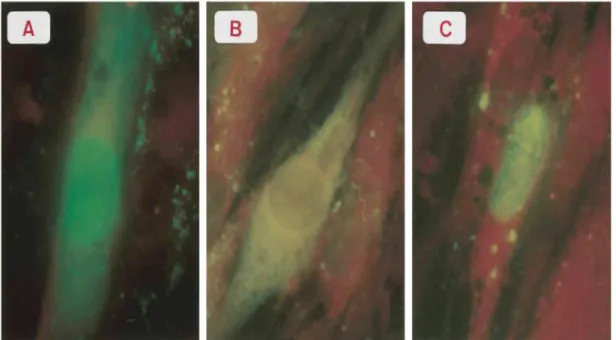 FIG. 2. Immunofluorescence of MRC5 cells infected with cell-free VZV in the presence of a