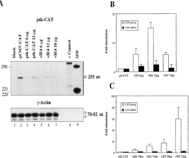 FIG. 5. Comparison of CAT activity with CAT mRNA stimulation in IE4-mediated autologous transactivation