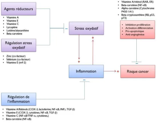 Figure 1-1 Mécanismes potentiels soutenant l’association entre les antioxydants, le stress oxydatif,  l’inflammation et la diminution de l’inflammation dans le tissu mammaire 