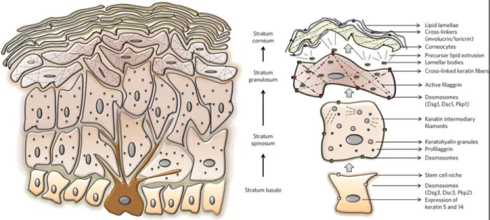 Figure 1.2 La kératinisation et l’évolution des cellules de l’épiderme. 