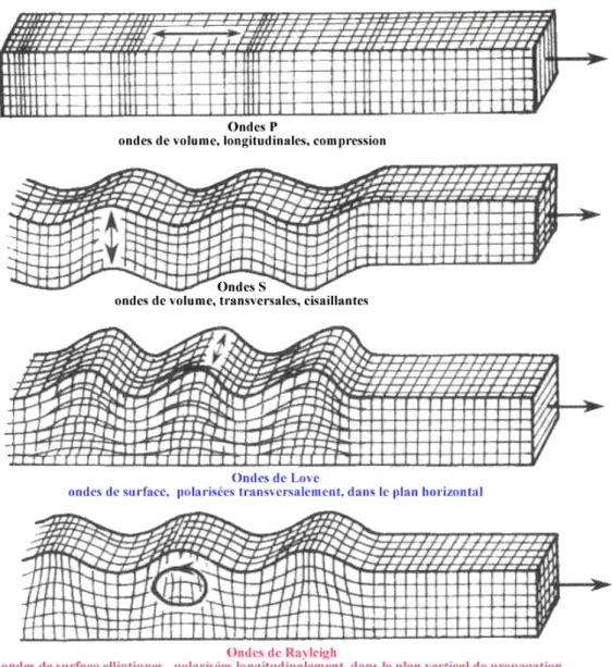 Figure 6 : Illustration des quatre types d’ondes sismiques 8 . 