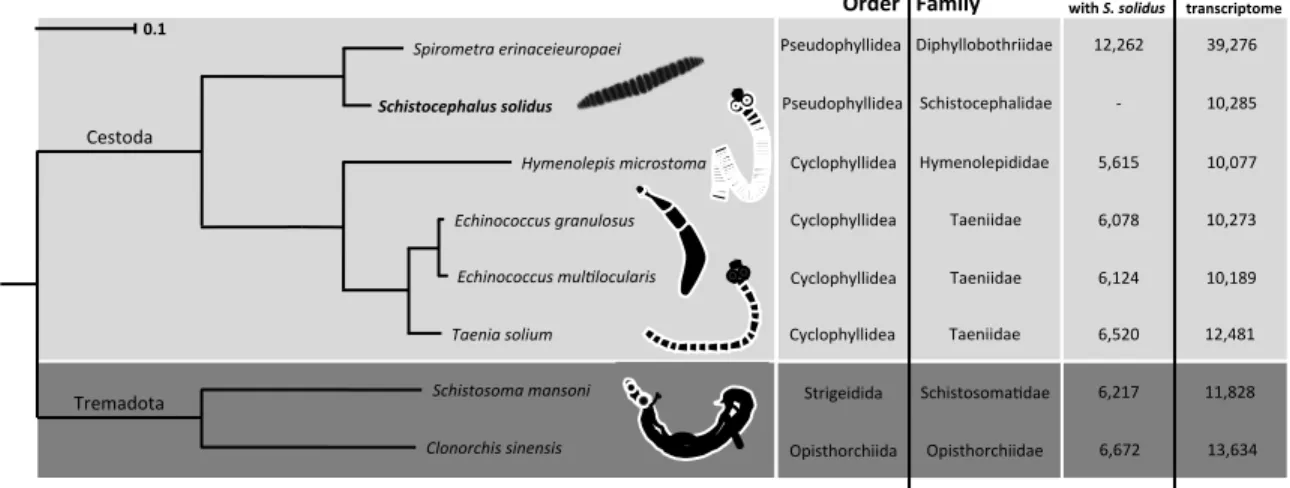 Figure  IV.2  Phylogenetic  relationships  between  Schistocephalus  solidus  (Schistocephalidae)  and  seven  other  parasitic  worm  species