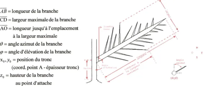 Figure 6 : Mesures prises sur une branche et leur correspondance avec la représentation