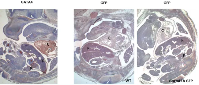 Figure 3.6.  Détection  des  protéines  GATA4  et  GFP  au  stade  embryonnaire  murin  E13,5