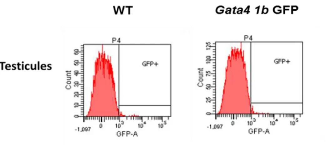 Figure 3.9 : Analyse de l’expression de la protéine GFP par cytométrie en flux sur des testicules  d’embryons E16,5