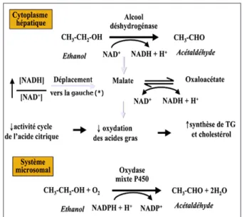Figure 1. Métabolisation hépatique de l’alcool au niveau cytoplasmique par  la voie de l’alcool déshydrogénase (ADH) et au niveau microsomal