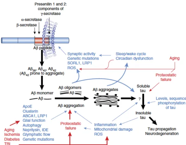 Figure 4. L'hypothèse de la β- amyloïde.  