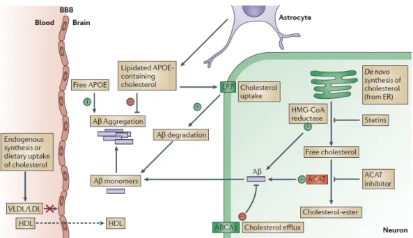Figure 7. Contribution du métabolisme du cholestérol et de l'apolipoprotéine E à la biogenèse,  à la dégradation et l’assemblage du peptide Aβ