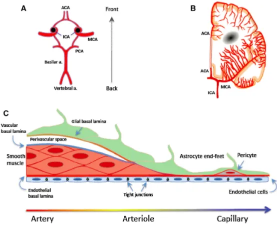 Figure 9. Anatomie de la vasculature cérébrale. 