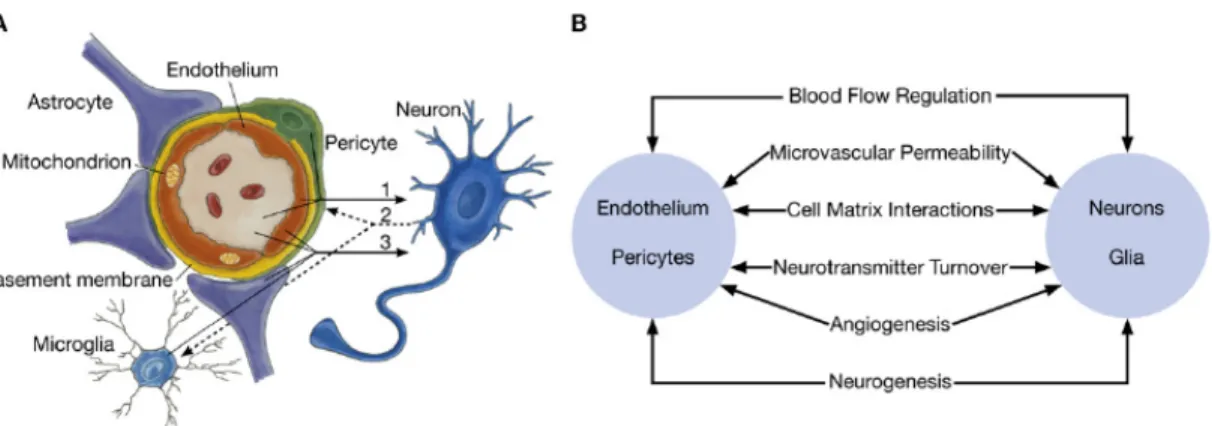 Figure 12. Schéma de l’UNV. 