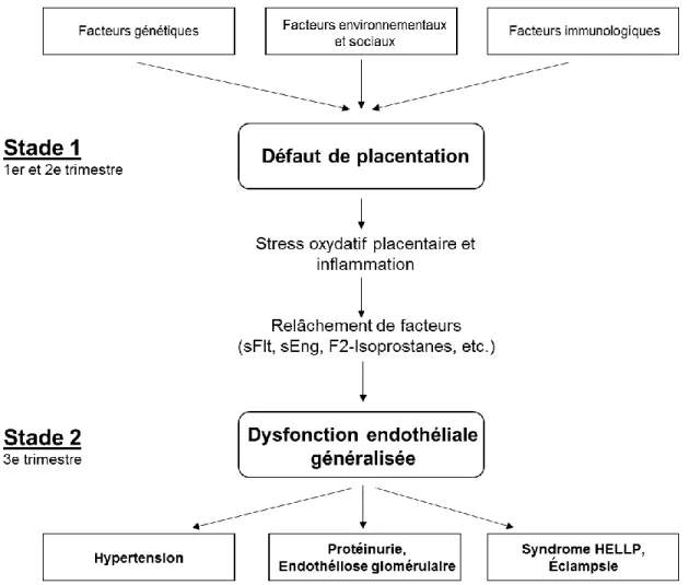 Figure 1. Figure 1. Modèle à deux stades de la pathophysiologie de la prééclampsie. Adaptée de [16,  17]