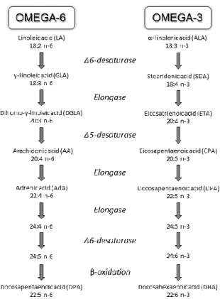 Figure 6. Métabolisme des acides gras polyinsaturés de la famille des oméga-3 et 6. 