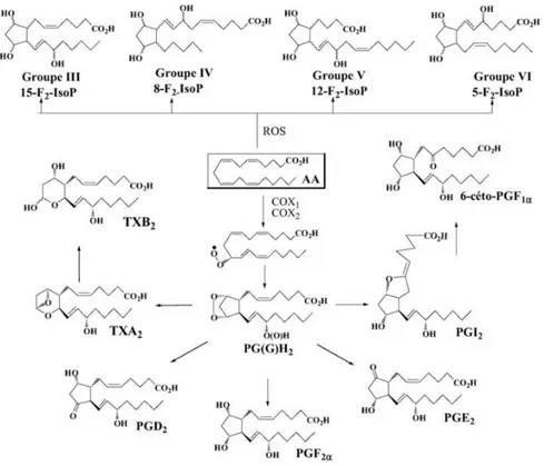 Figure 7.  Structure des F 2 -isoprostanes analogue aux prostaglandines. Tirée, avec permission, de  [76]