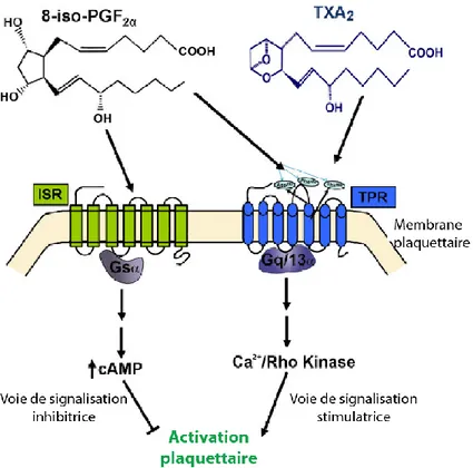 Figure 9. Actions biologiques du 8-iso-PGF 2α . Tirée et traduite, avec permission, de [107]