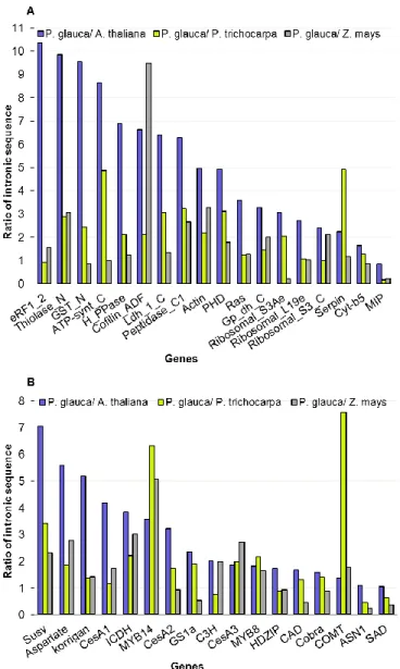 Figure 2.4- Gene by gene pair-wise comparisons of total length of intronic sequences in P
