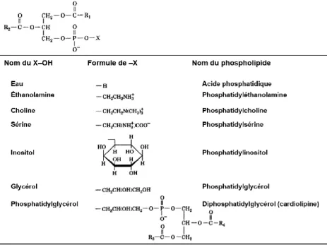 Figure 1.4 : Structure chimique et nomenclature des principaux phospholipides. Figure  adaptée et traduite de la référence 133