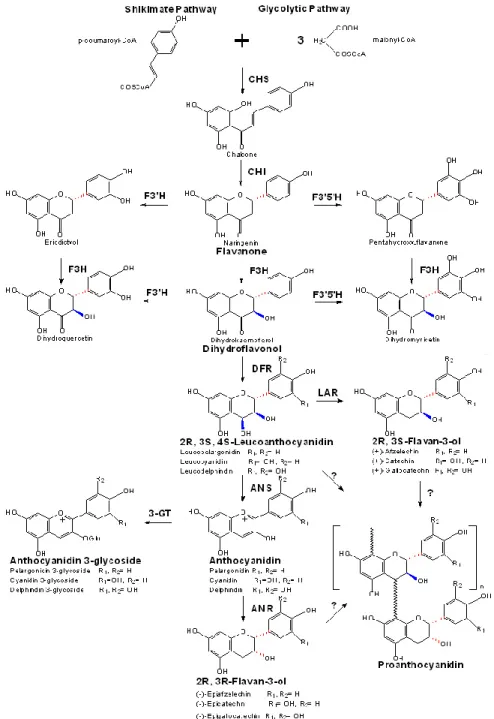 Figure 2. La voie générale des flavonoïdes conduisant à la biosynthèse des proanthocyanidines (He, Pan,  Shi, &amp; Duan, 2008)