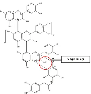 Figure 3. Structure des proanthocyanidines possédant un lien de type A  (Feghali et al., 2012) 