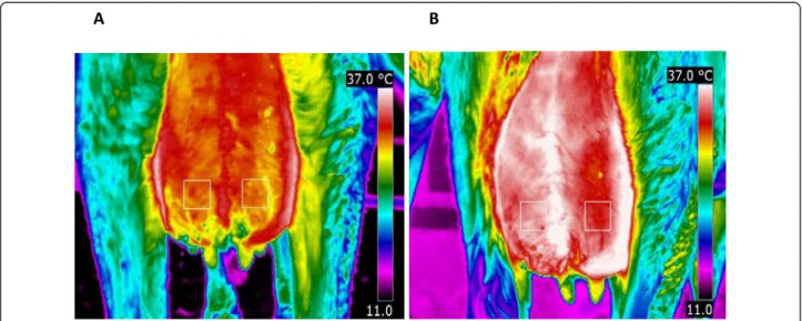 Figure 1 Thermal images of the caudal part of the udder of a primiparous cow after challenge with E